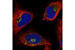 Immunofluorescent staining of human cell line U-2 OS shows localization to the Golgi apparatus.