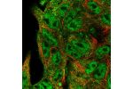 Immunofluorescent staining of human cell line Hep G2 shows localization to nucleoplasm & cytosol.