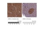 Immunohistochemistry analysis in human cerebral cortex and pancreas tissues using HPA039324 antibody. Corresponding DNM1L RNA-seq data are presented for the same tissues.
