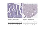 Immunohistochemistry analysis in human fallopian tube and skeletal muscle tissues using HPA039606 antibody. Corresponding SPEF2 RNA-seq data are presented for the same tissues.