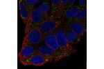 Immunofluorescent staining of human cell line Hep G2 shows localization to vesicles.