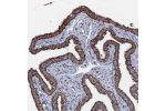 Immunohistochemical staining of human Fallopian tube shows strong granular cytoplasmic positivity in glandular cells.