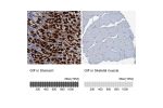 Immunohistochemistry analysis in human stomach and skeletal muscle tissues using HPA039908 antibody. Corresponding GIF RNA-seq data are presented for the same tissues.