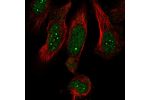 Immunofluorescent staining of human cell line U-251 MG shows localization to nucleus & nuclear bodies.