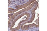 Immunohistochemical staining of human gallbladder shows strong cytoplasmic positivity in glandular cells.
