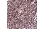 Immunohistochemical staining of human lymph node shows strong nuclear positivity in lymphoid cells.