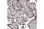 Immunohistochemical staining of human placenta shows strong cytoplasmic positivity in trophoblastic cells.
