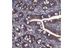 Immunohistochemical staining of human small intestine shows strong cytoplasmic positivity in glandular cells.