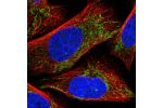 Immunofluorescent staining of human cell line U-2 OS shows localization to mitochondria.