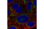 Immunofluorescent staining of human cell line RT4 shows localization to mitochondria.