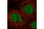 Immunofluorescent staining of human cell line A-431 shows localization to nucleoplasm & the Golgi apparatus.