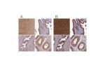 Immunohistochemical staining of human cerebral cortex, fallopian tube, prostate and testis using Anti-KLC2 antibody HPA040416 (A) shows similar protein distribution across tissues to independent antibody HPA040434 (B).