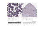 Immunohistochemistry analysis in human bone marrow and skeletal muscle tissues using HPA040442 antibody. Corresponding CST7 RNA-seq data are presented for the same tissues.