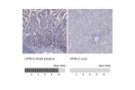 Immunohistochemistry analysis in human small intestine and liver tissues using HPA040591 antibody. Corresponding HTR4 RNA-seq data are presented for the same tissues.