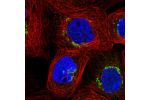 Immunofluorescent staining of human cell line A-431 shows localization to the Golgi apparatus & vesicles.
