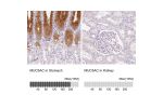 Immunohistochemistry analysis in human stomach and kidney tissues using HPA040615 antibody. Corresponding MUC5AC RNA-seq data are presented for the same tissues.