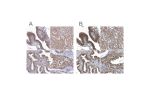 Immunohistochemical staining of human colon, kidney, liver and testis using Anti-RNH1 antibody HPA040781 (A) shows similar protein distribution across tissues to independent antibody HPA039223 (B).