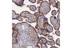 Immunohistochemical staining of human placenta shows strong membranous positivity in trophoblastic cells.