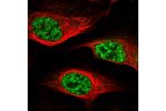 Immunofluorescent staining of human cell line U-2 OS shows localization to nuclear speckles.
