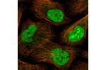 Immunofluorescent staining of human cell line U-2 OS shows localization to nucleoplasm, nucleoli & microtubules.