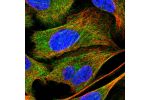 Immunofluorescent staining of human cell line U-2 OS shows localization to cytosol & actin filaments.