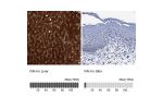 Immunohistochemistry analysis in human liver and pancreas tissues using Anti-FAH antibody. Corresponding FAH RNA-seq data are presented for the same tissues.