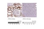 Immunohistochemistry analysis in human kidney and pancreas tissues using Anti-ATP5O antibody. Corresponding ATP5O RNA-seq data are presented for the same tissues.