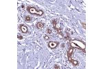 Immunohistochemical staining of human breast shows moderate cytoplasmic and nuclear positivity in glandular cells.