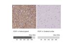 Immunohistochemistry analysis in human adrenal gland and cerebral cortex tissues using HPA041630 antibody. Corresponding FDX1 RNA-seq data are presented for the same tissues.