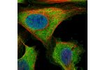 Immunofluorescent staining of human cell line U-2 OS shows localization to plasma membrane & cytosol.