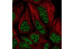 Immunofluorescent staining of human cell line HEK 293 shows localization to nuclear speckles.
