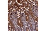 Immunohistochemical staining of human small intestine shows strong cytoplasmic positivity in glandular cells.