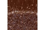 Immunohistochemical staining of human cerebellum shows strong cytoplasmic positivity in cells in granular layer and in neuropil.