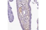 Immunohistochemical staining of human fallopian tube shows moderate to strong positivity in extracellular space.