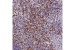 Immunohistochemical staining of human spleen shows strong cytoplasmic positivity in cells in red pulp.