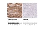 Immunohistochemistry analysis in human heart muscle and lymph node tissues using Anti-PAM antibody. Corresponding PAM RNA-seq data are presented for the same tissues.