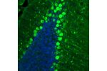 Immunofluorescence staining of mouse cerebellum shows strong positivity in Purkinje cells.