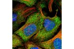 Immunofluorescent staining of human cell line U-2 OS shows localization to cytosol.
