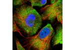 Immunofluorescent staining of human cell line U-251 MG shows localization to cytosol.