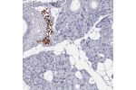 Immunohistochemical staining of human salivary gland shows strong cytoplasmic positivity in red blood cells.