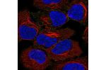 Immunofluorescent staining of human cell line HEK 293 shows localization to vesicles.