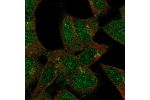 Immunofluorescent staining of human cell line SH-SY5Y shows localization to nucleus, cytosol & the Golgi apparatus.
