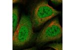 Immunofluorescent staining of human cell line U-2 OS shows localization to nucleoplasm & cytosol.