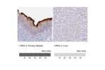 Immunohistochemistry analysis in human urinary bladder and liver tissues using HPA043312 antibody. Corresponding UPK2 RNA-seq data are presented for the same tissues.