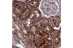 Immunohistochemical staining of human kidney shows strong cytoplasmic and membranous positivity in cells in tubules.