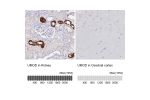 Immunohistochemistry analysis in human kidney and cerebral cortex tissues using HPA043420 antibody. Corresponding UMOD RNA-seq data are presented for the same tissues.