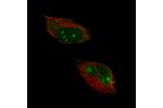 Immunofluorescent staining of human cell line U-251 shows localization to nucleoli, nucleoplasm and cytosol.
