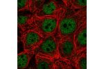 Immunofluorescent staining of human cell line MCF7 shows localization to nucleoplasm.