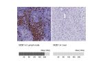 Immunohistochemistry analysis in human lymph node and liver tissues using HPA043745 antibody. Corresponding MZB1 RNA-seq data are presented for the same tissues.