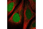Immunofluorescent staining of human cell line U-2 OS shows localization to nucleus.